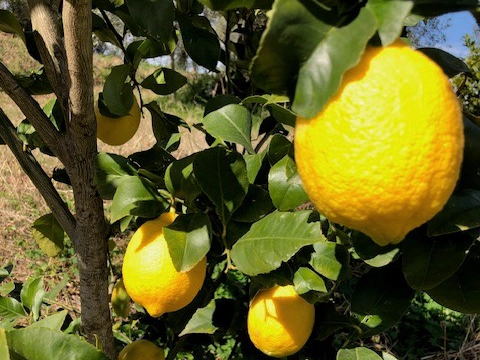 Coltivazione di limoni